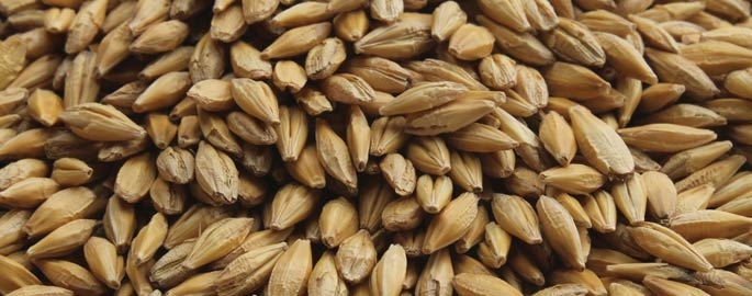 Az árpa és a történelem