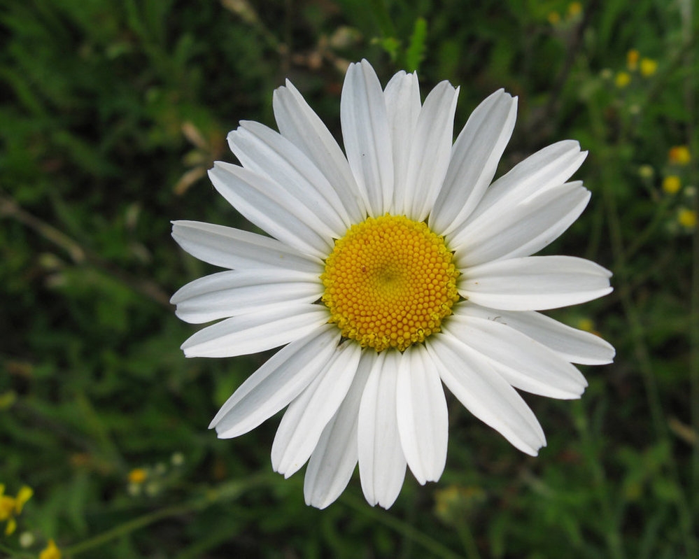 A kamilla egészségre gyakorolt jótékony hatása
