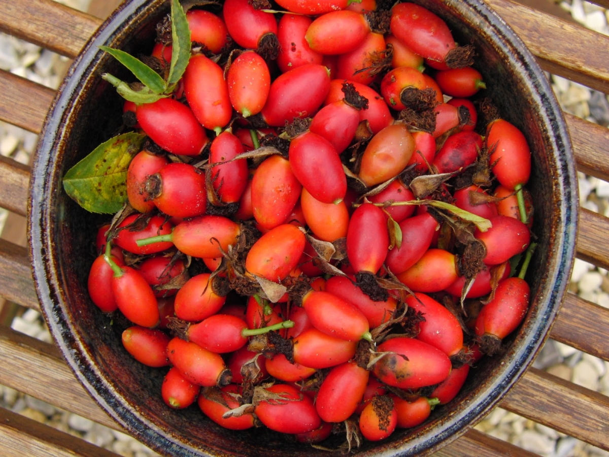 A csipkebogyó jótékony hatása