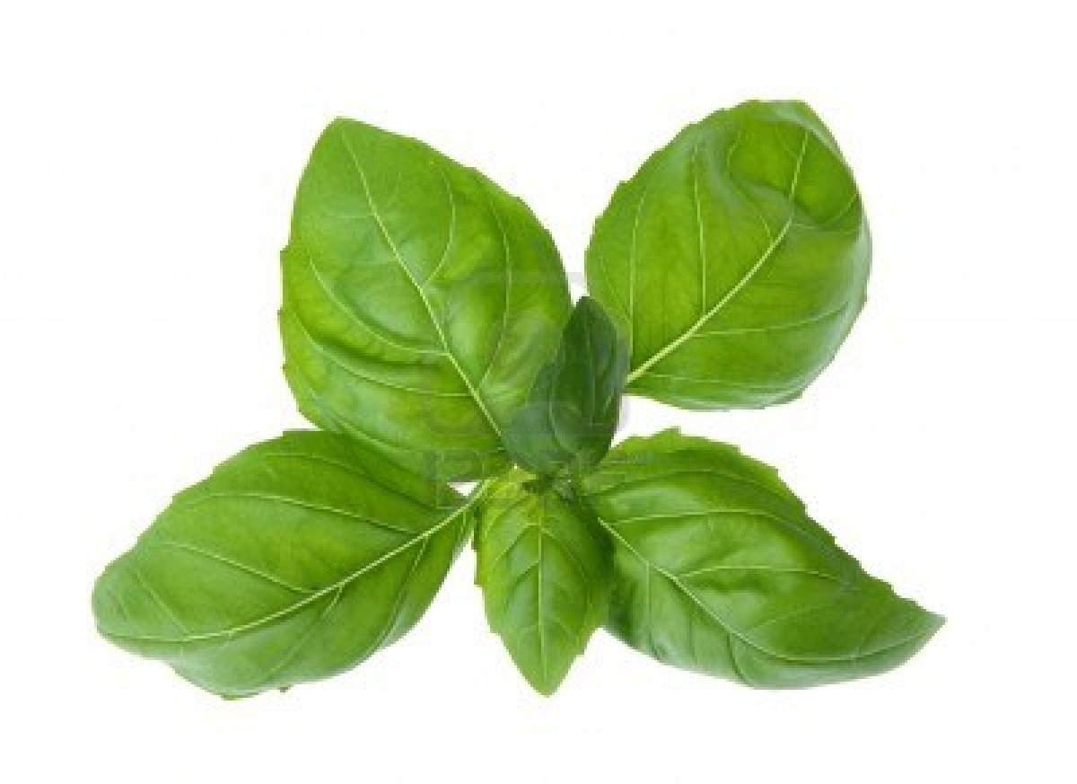 A bazsalikom bőrre, hajra és egészségre gyakorolt jótékony hatása