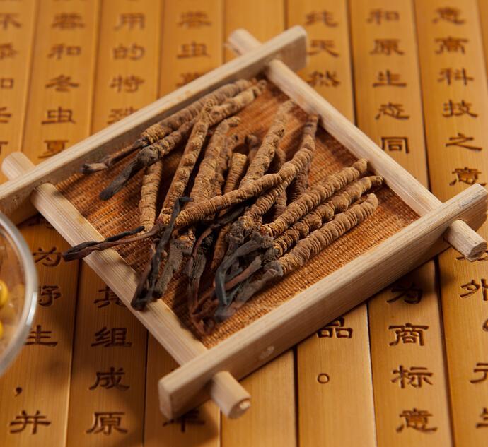 A híres Cordyceps gyógygomba