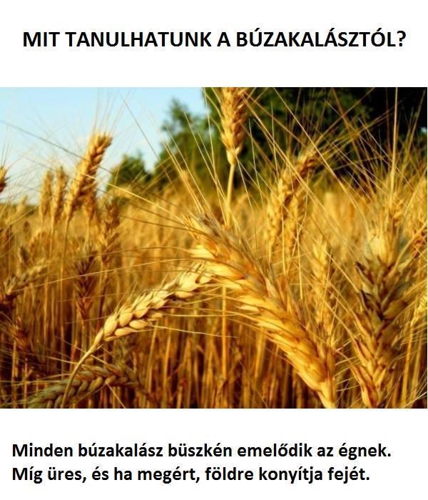 Mit tanulhatunk a búzakalásztól?