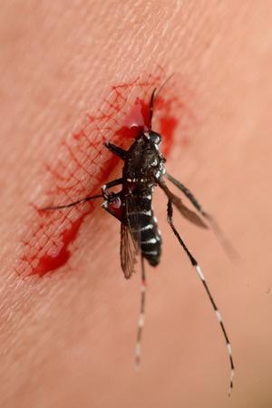 Illóolajokkal a szúnyogok ellen