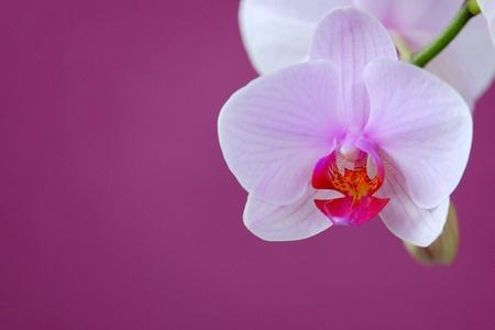 10 növény, amely bevonzza a pozitív energiákat