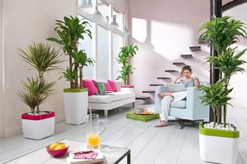 Vonzza be a pozitív energiákat az alábbi növények segítségével