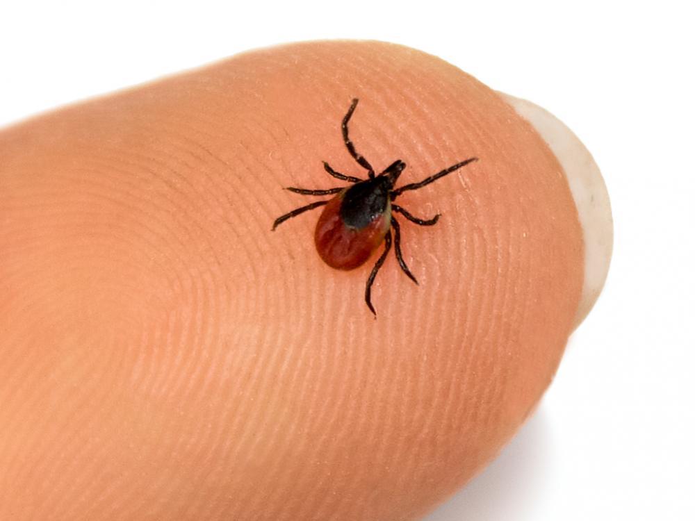 A kullancscsípés megelőzése és kezelése