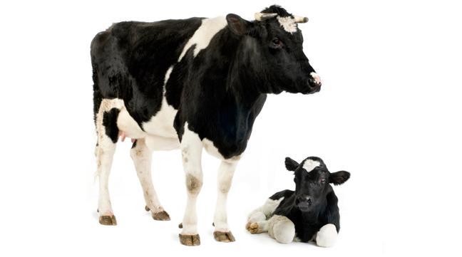 Colostrum, természetes védelem