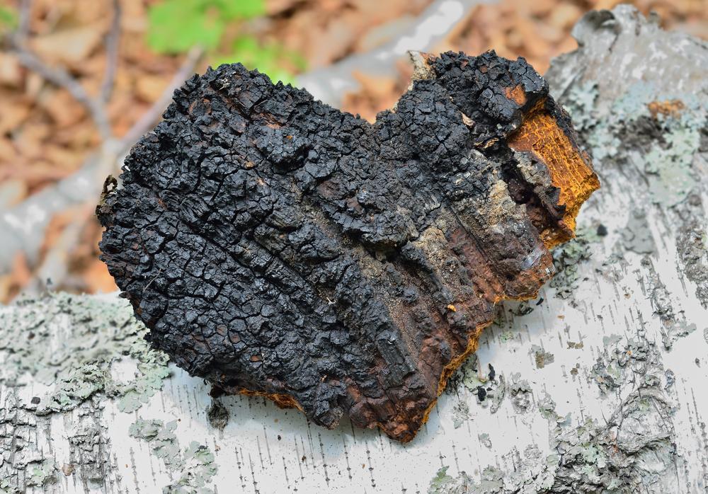 A chaga gyógygomba kilenc jótékony hatása