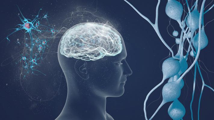 Szklerózis multiplex: az antioxidánsok lassíthatják a betegség progresszióját?