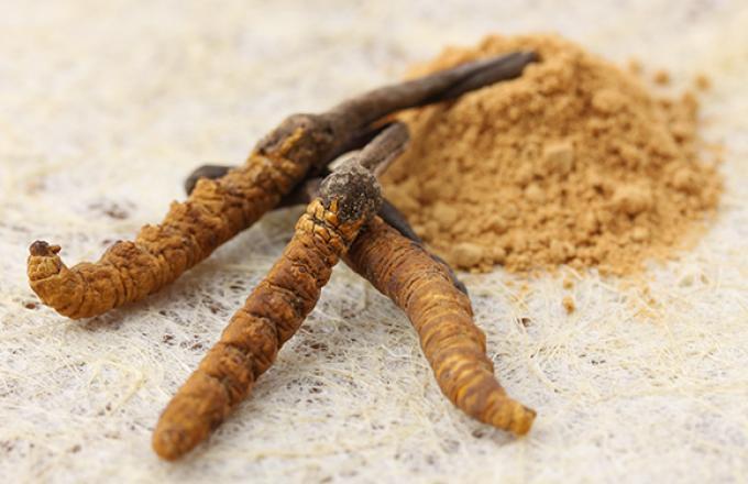 A cordyceps gyógygomba szerepe vesebetegségben