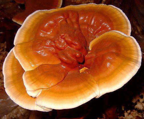 Ganoderma Lucidum - pecsétviaszgomba
