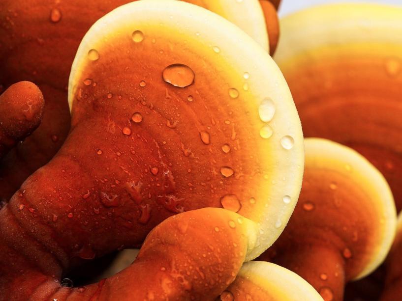 A Reishi vagy Ganoderma Lucidum