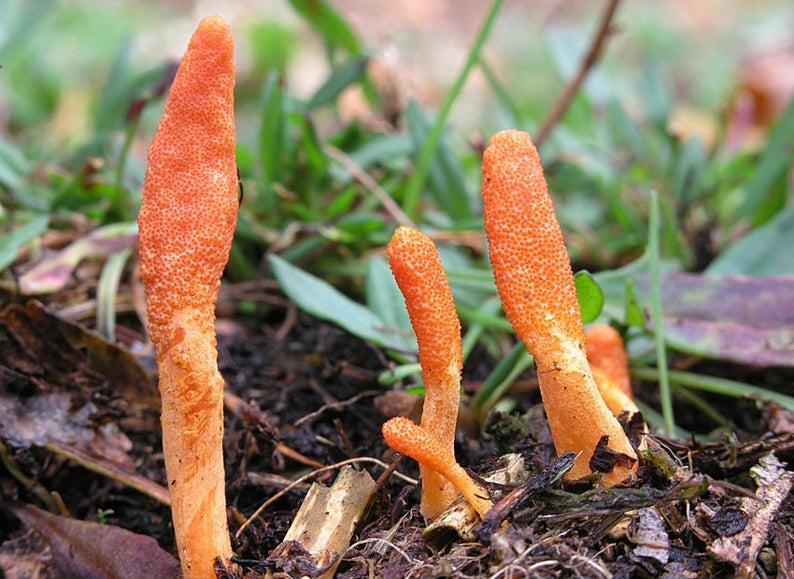 Miért hasznos a Cordyceps gyógygomba fogyasztása sportolók számára