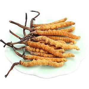 A Cordyceps 6 egészségügyi hatása tudományos tényekkel alátámasztva