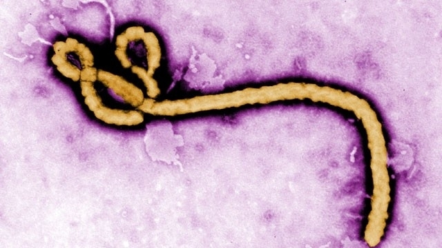 Az ebola immunitás elterjedése