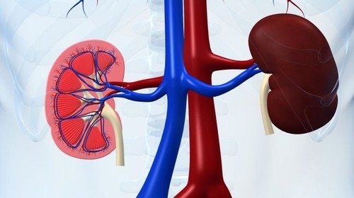 10 gyakori rossz szokás, amely károsítja a veséket