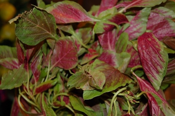 A vörös spenót bőrre, hajra és egészségre gyakorolt jótékony hatása