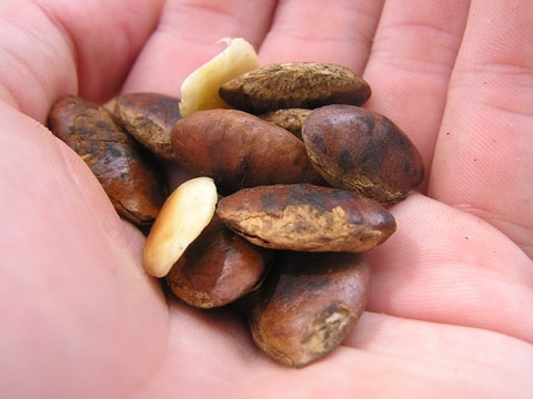 A mangómagok bőrre, hajra és egészségre gyakorolt jótékony hatása