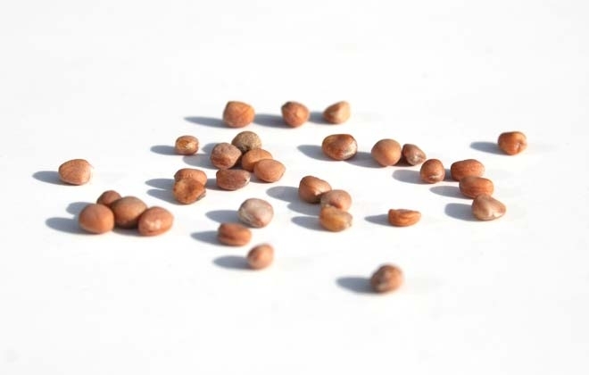 A retekmagok egészségre gyakorolt jótékony hatása