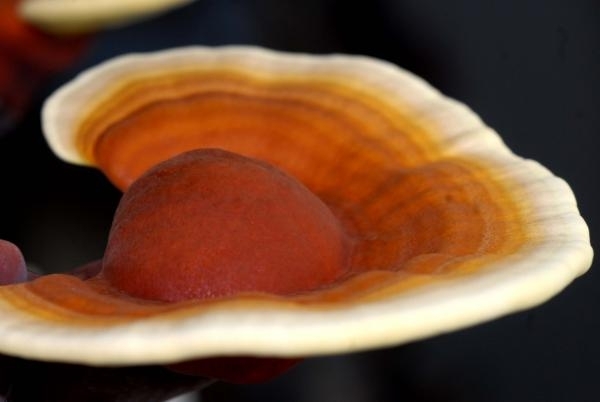 5 gomba a rák ellen