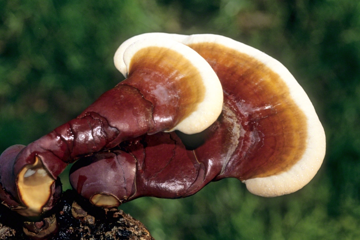 Ganoderma gyógygomba anti-tumor tulajdonságai