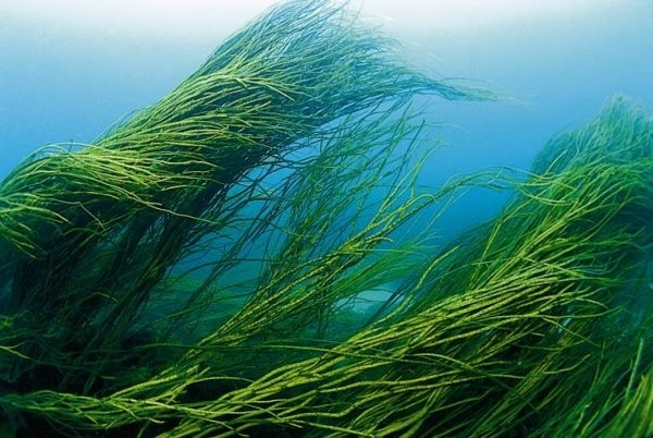 A tengeri hínár egészségre gyakorolt jótékony hatása