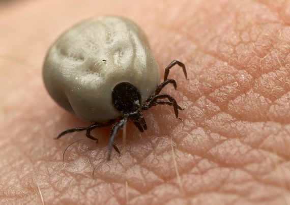 Mennyire kell tartania a kullancsoktól?